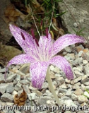 Colchicum variegatum