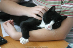 müder Kater