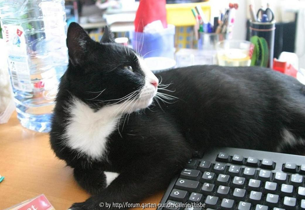 Tastaturkater