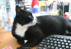 Tastaturkater