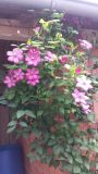 Clematis 