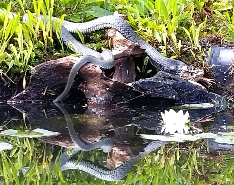 Natrix natrix