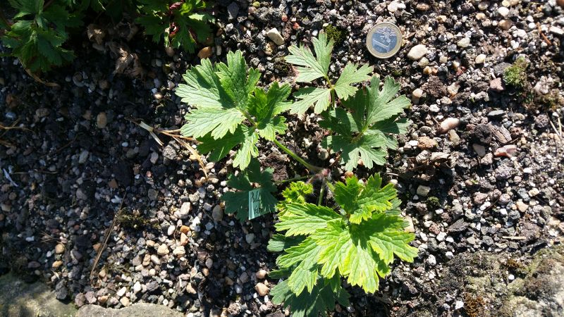 Pulsatilla tatewakii