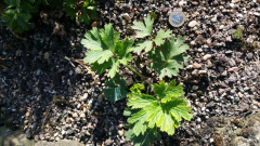 Pulsatilla tatewakii