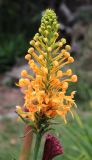Platanthera ciliaris