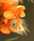 Platanthera ciliaris