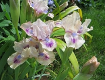 Iris nana 'Lichtblick'