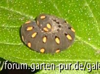 Wer bin ich? - Tenthredo marginella