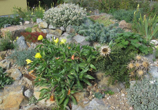 Steingarten am 5. Oktober 2015 (2)