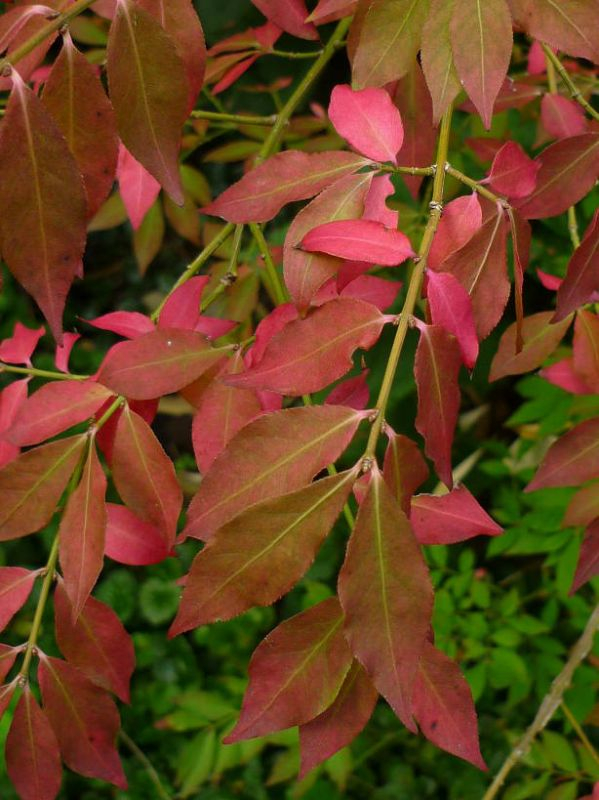 Euonymus alatus