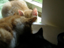 Katzenkinder