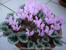 Cyclamen mirabile Tilebarn Nicholas