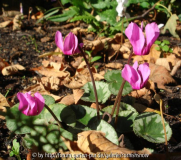 Cyclamen purpurascens 'Paradiso'
