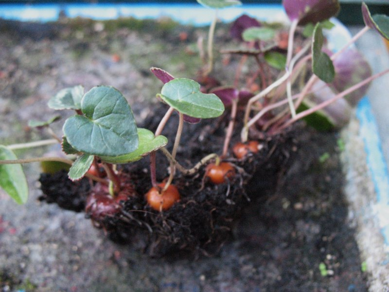 Cyclamen hed. 'Stargazer' im Oktober, Aussaat Anf, 2015 