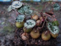 Cyclamen mirabile im Oktober, Aussaat Anf, 2015 