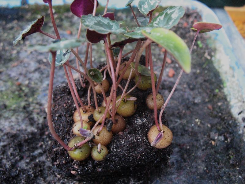 Cyclamen mirabile ex CSE im Oktober, Aussaat Anf, 2015