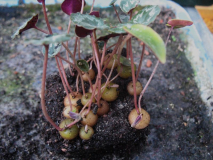 Cyclamen mirabile ex CSE im Oktober, Aussaat Anf, 2015