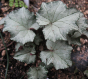 Cyclamen heder. Lysander 