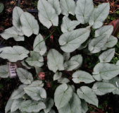 Cyclamen heder. 'Tilebarn Helena' 