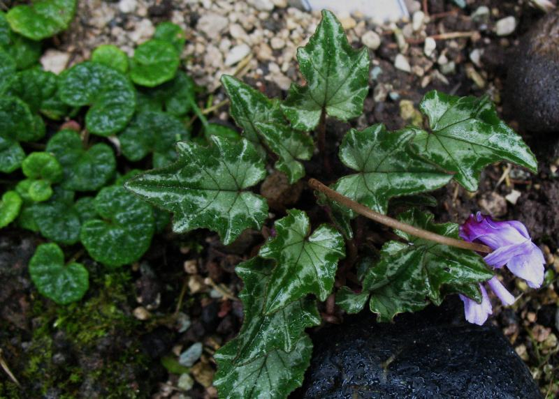 Cyclamen heder. Lysander