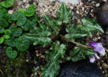 Cyclamen heder. Lysander