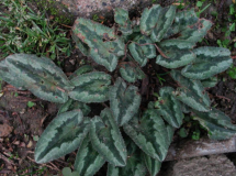 Cyclamen heder. Lysander