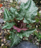 Cyclamen heder. Lysander