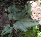 Cyclamen heder. Lysander