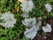 Cyclamen heder. Lysander