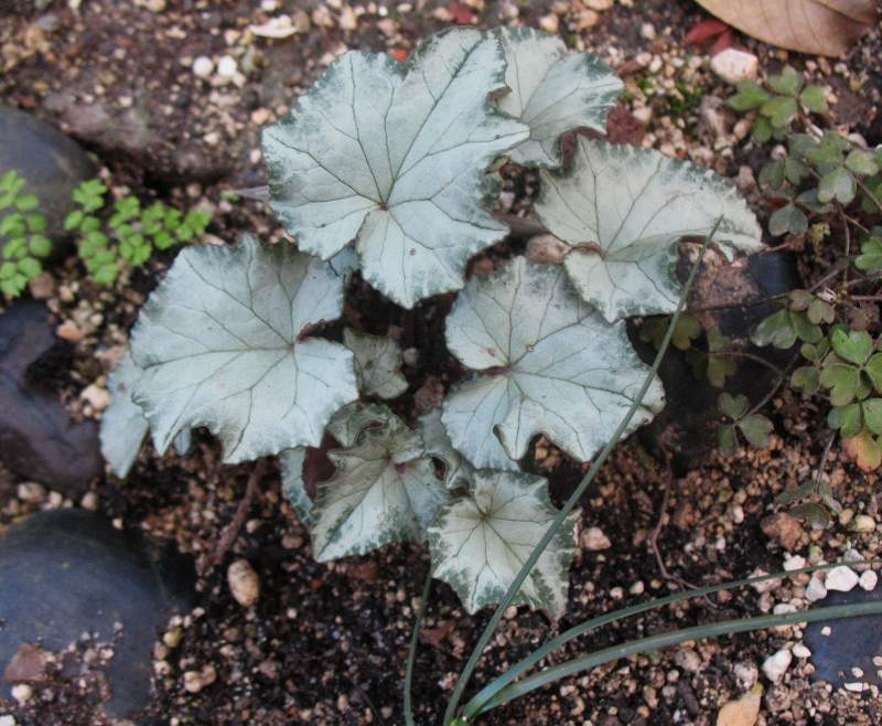 Cyclamen heder. Lysander