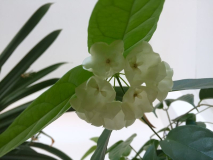hoya cf. wallichii/danumensis