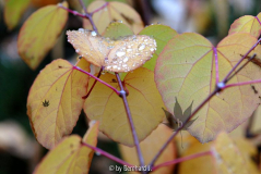Cercidiphyllum japonicum - Duft