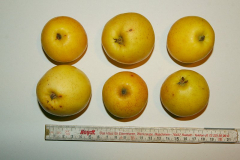 A1