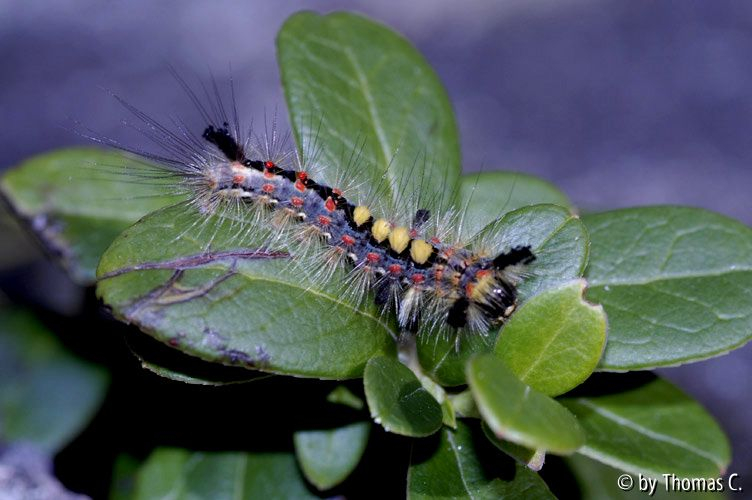 Raupe bunt