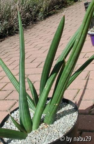 Sansevieria aff. patens