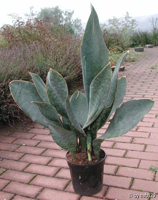 Sansevieria masoniana