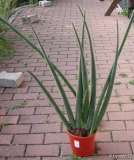 Sansevieria stuckyi