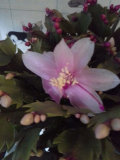 AK weißrosa