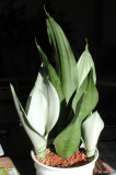 Sansevieria trifasciata cv. Moonshine