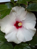 Winterblüte