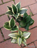 Sansevieria trifasciata hahnii Formen