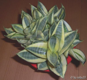 Sansevieria trifasciata hahnii Form