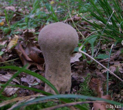 Calvatia excipuliformis