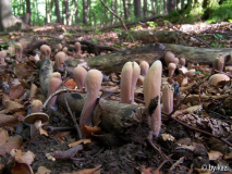 Clavariadelphus_pistillaris