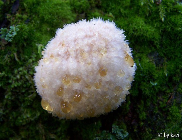 Ptychogaster fuliginoides