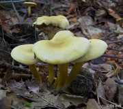 Tricholoma sulphureus
