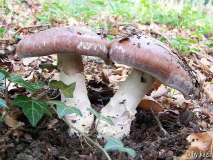 Cortinarius praestans