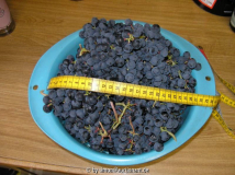 Wein Ernte 2006 -I-
