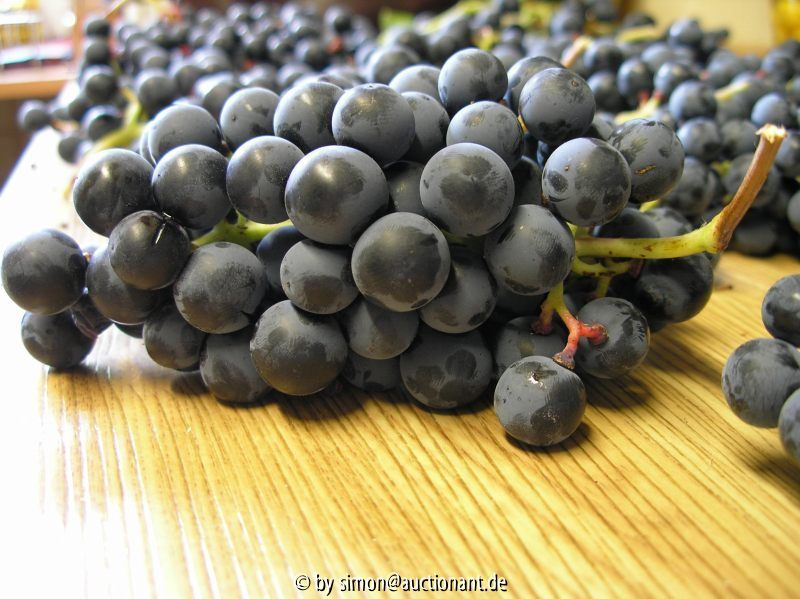 Wein Ernte 2006 -II-