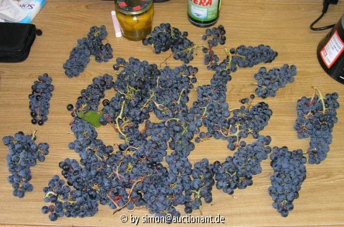 Wein Ernte 2006 -III-